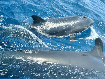 Dolphins off the coast of Grenada