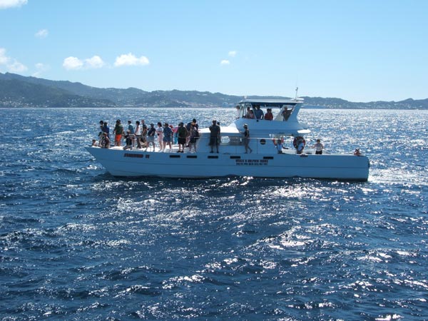 Whale Watching in Grenada