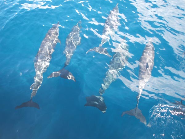 Dolphins and whales in Grenada
