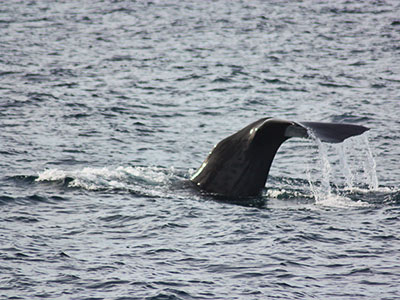 Whales in Grenada